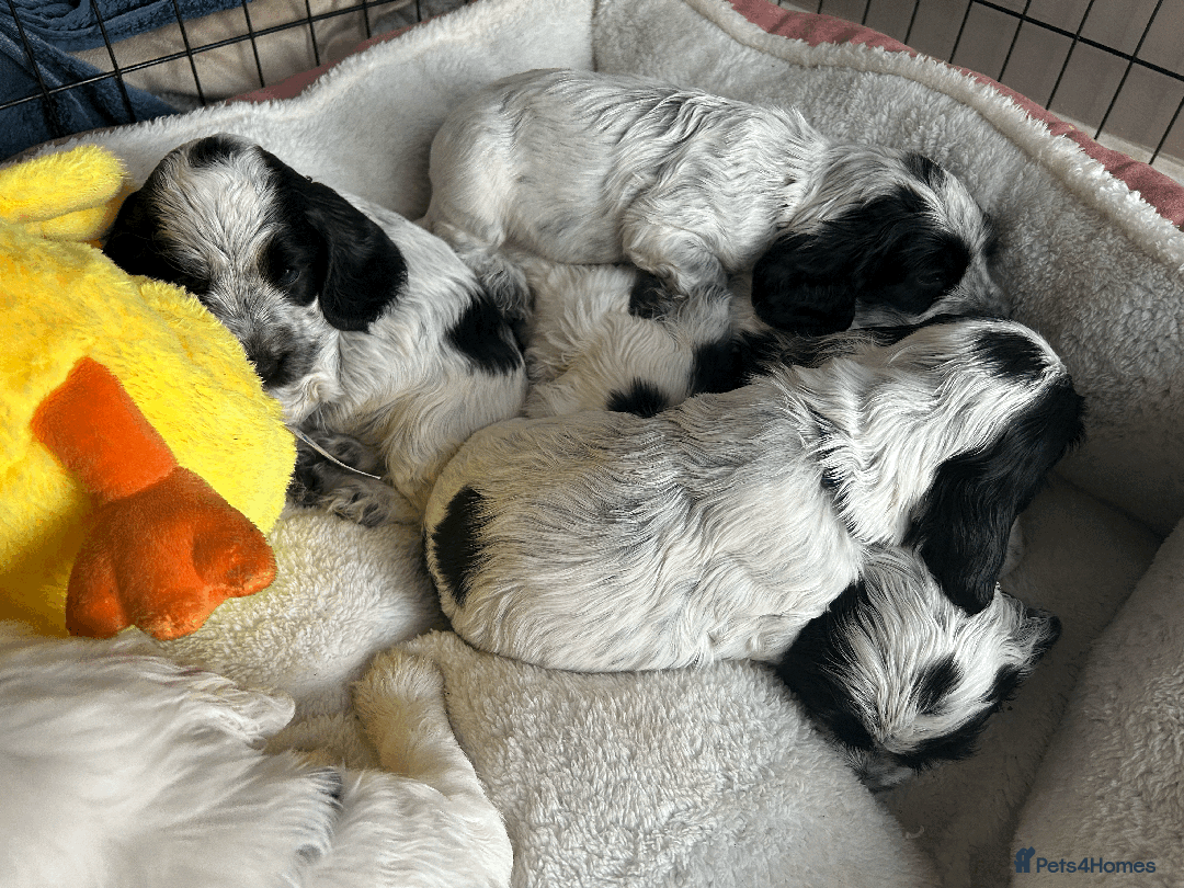 Cocker Spaniel dogs for sale: Cocker Spaniel Pups – From Lindridge Line  - Image 7
