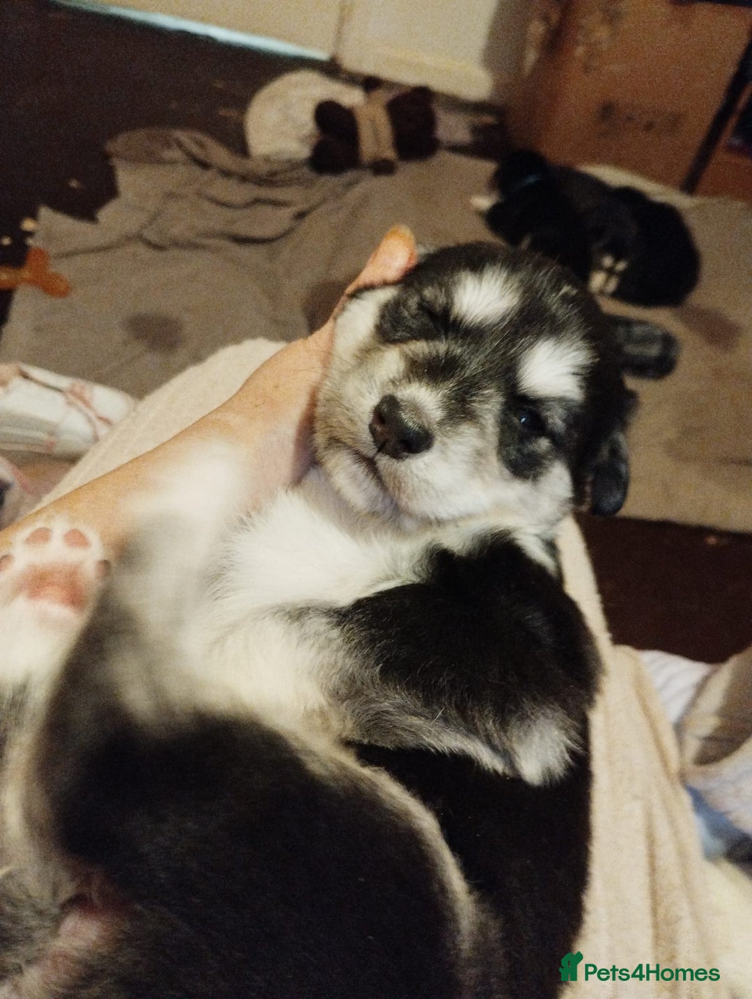 Mixed Breed dogs for sale:  Beautiful Husky x Suluki pups - Advert 9