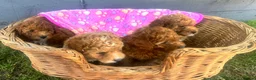 Toy Poodle dogs for sale: Toy poodle puppies - Advert 9