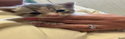 British Longhair cats for sale: British blue long hair  in Sheffield - Advert 4