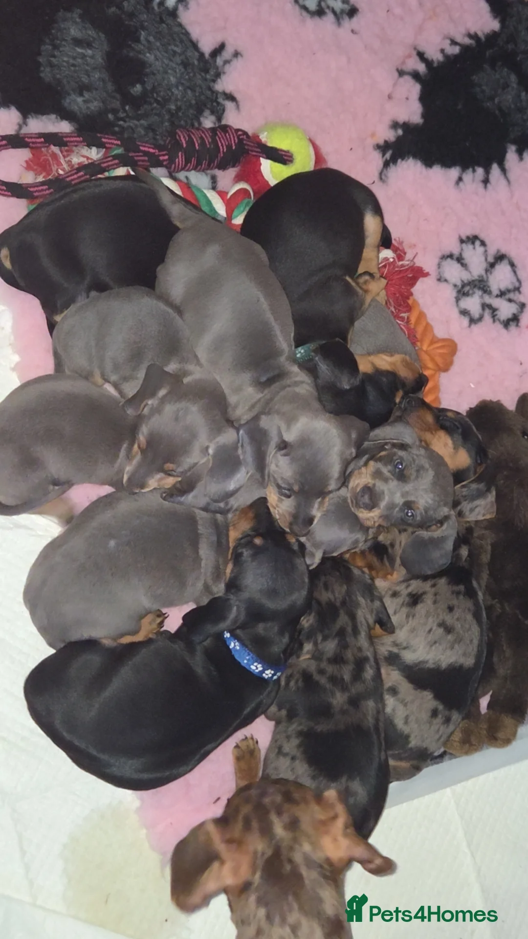 Miniature Dachshund dogs for sale: Miniature Dachshund puppies  - Advert 2