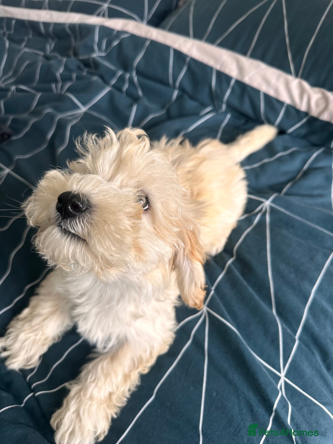 Maltipoo dogs for sale: F1 toy maltipoo female beautiful champagne/golden - Image 3