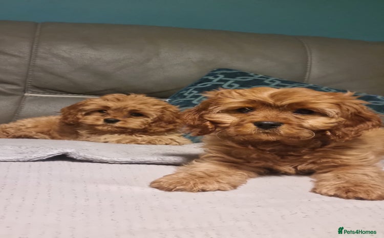 Cavapoo dogs beautiful fox red miniature cavapoo puppies - Advert 13