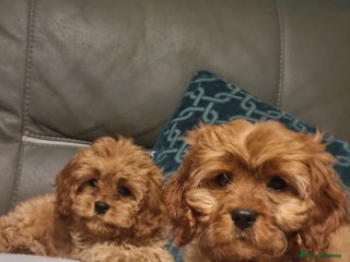 Cavapoo dogs beautiful fox red miniature cavapoo puppies - Advert 11
