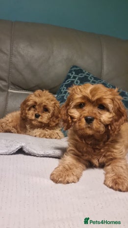 Cavapoo dogs beautiful fox red miniature cavapoo puppies - Advert 13