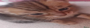 Bengal X Girl