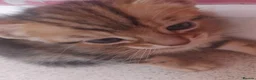 Bengal cats for sale: Beautiful Bengal X Kittens - Advert 1