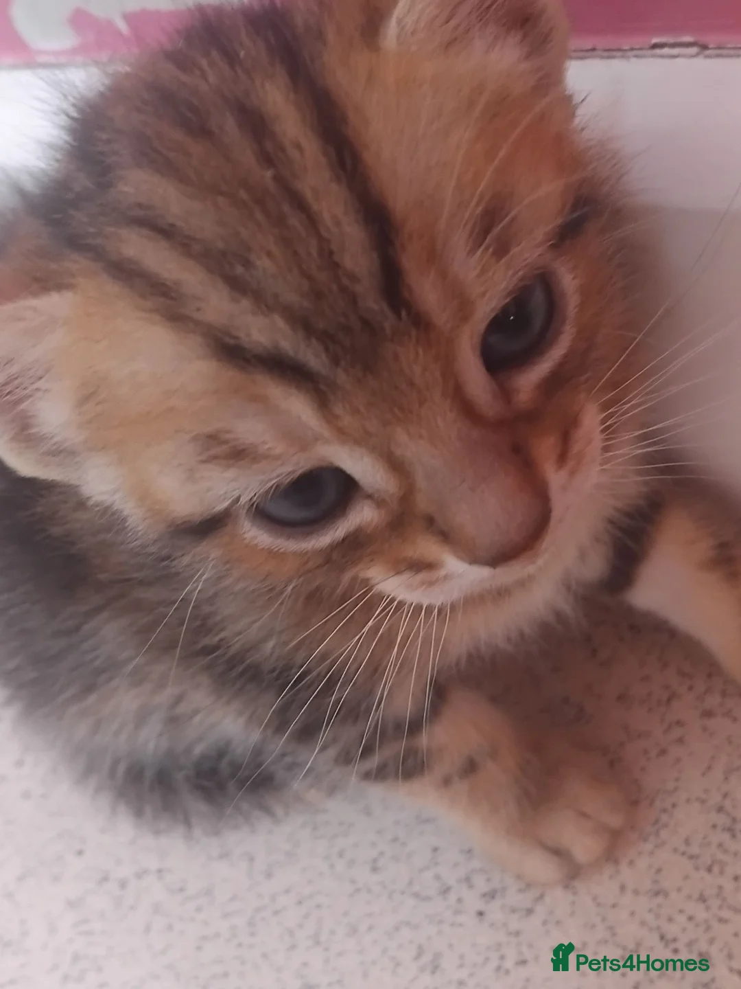 Bengal cats for sale: Beautiful Bengal X Kittens - Advert 1