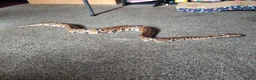 Python Snake reptiles for sale: Ball python  - Advert 4