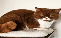 British Shorthair cats for sale: Breeding Boy. Blood Group B - Image 12