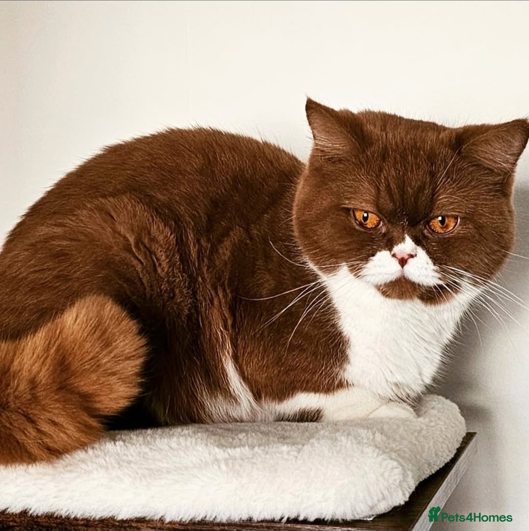 British Shorthair cats for sale: Breeding Boy. Blood Group B - Image 12