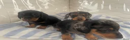 Dachshund dogs for sale: Dashound puppies  - Advert 4