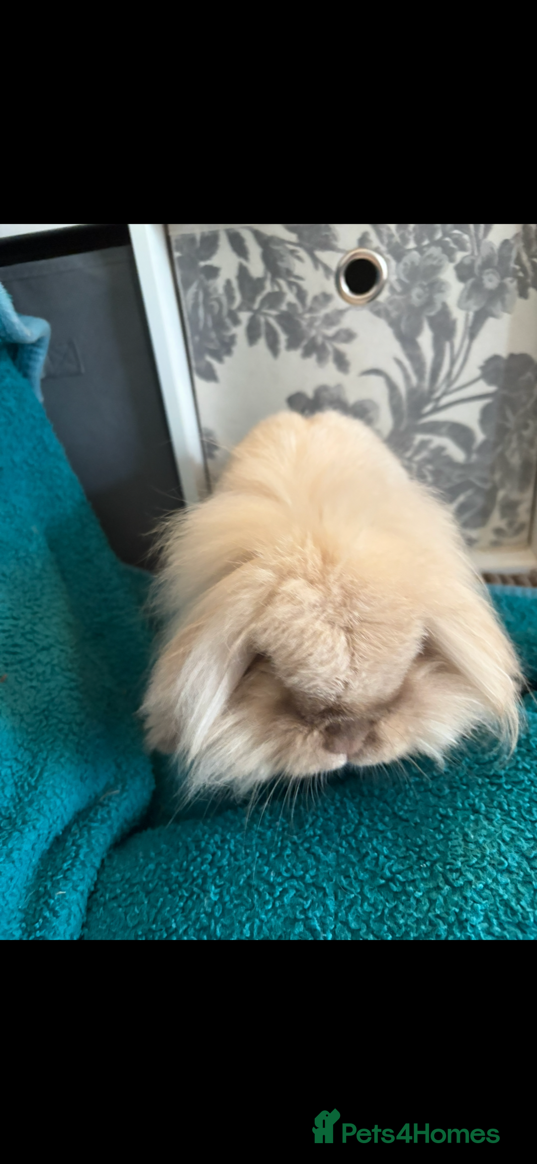 Mini Lion Lop rabbits for sale: Mini lion lop bunny rabbit  - Advert 5