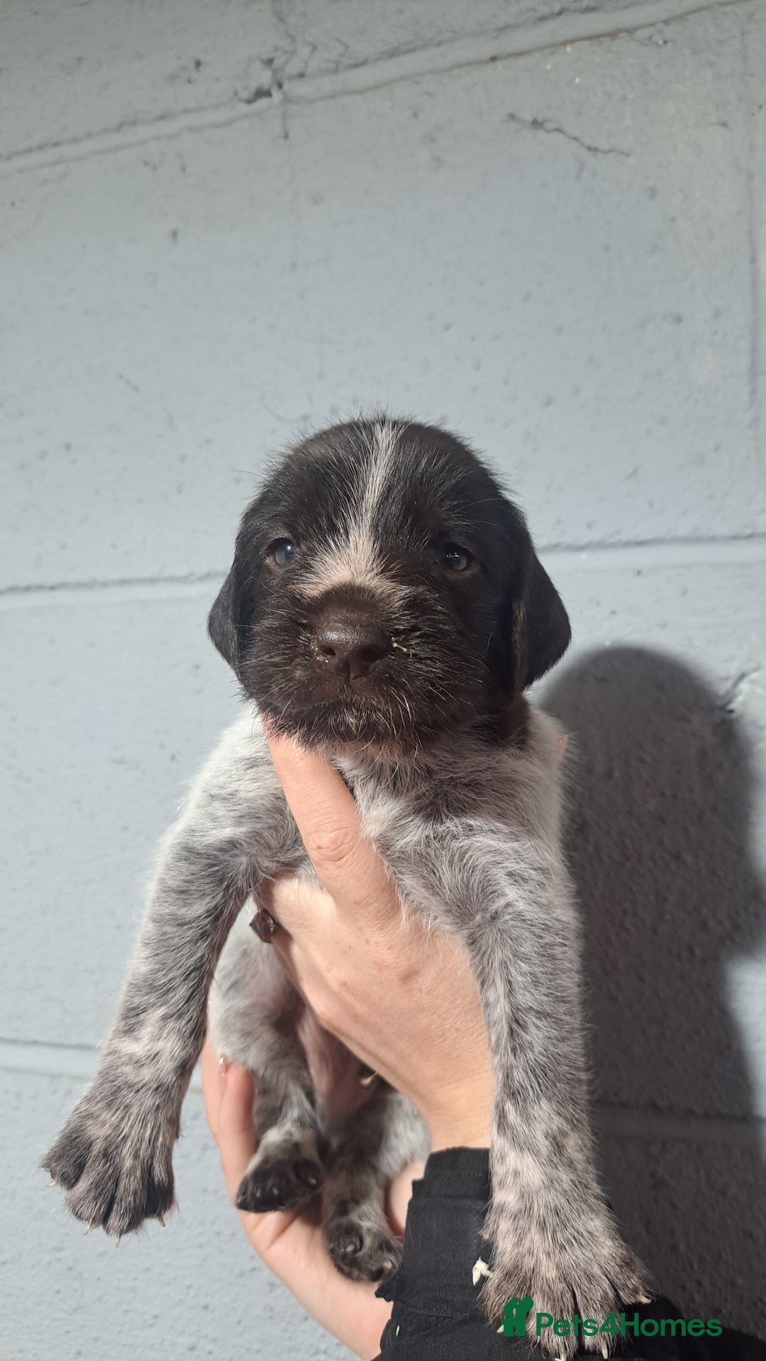 German Wirehaired Pointer dogs for sale: German Wirehaired Puppies 3Dogs READY NOW  in Consett - Image 29