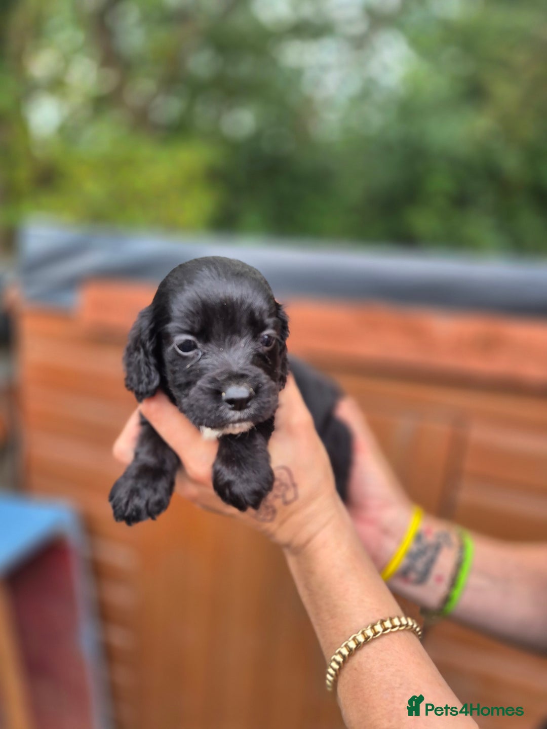 Sprocker dogs for sale: Beautiful Sprocker pups - Image 8