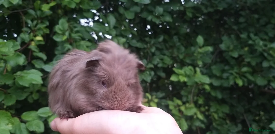 Guinea Pig rodents for sale: baby guinea pigs for sale - Advert 14
