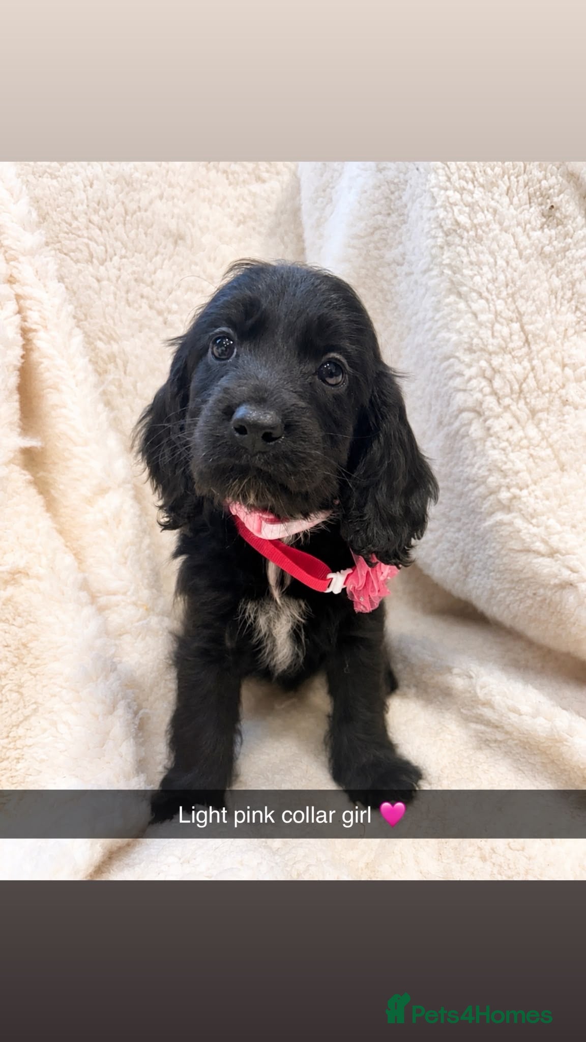 Cockapoo dogs Stunning Cockerpoo pups  - Advert 2