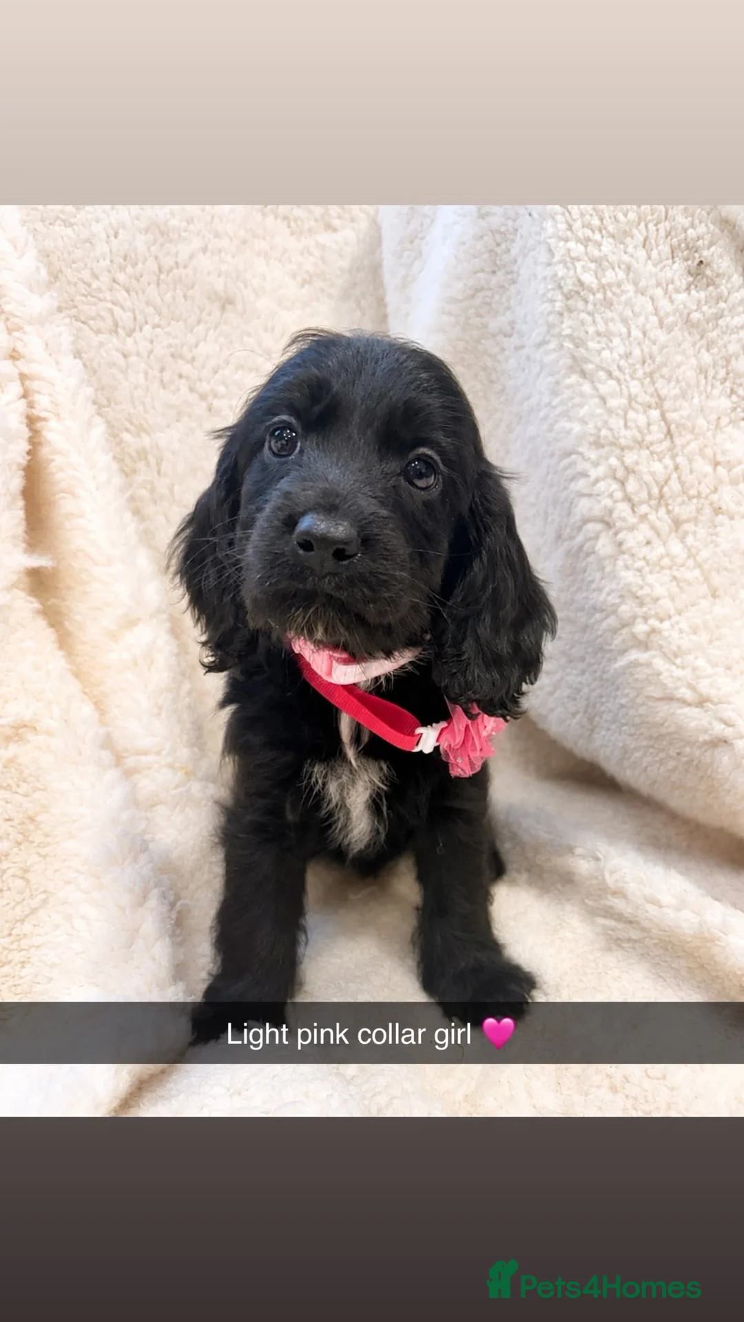 Cockapoo dogs for sale: Stunning Cockerpoo pups  - Advert 2