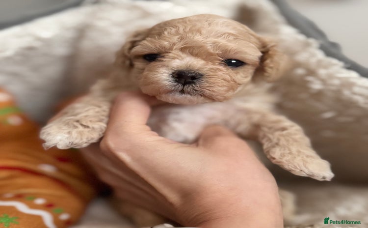 Maltipoo dogs ✨Luxury Teddy Face Korean/Asian Maltipoo Babies✨ - Advert 2
