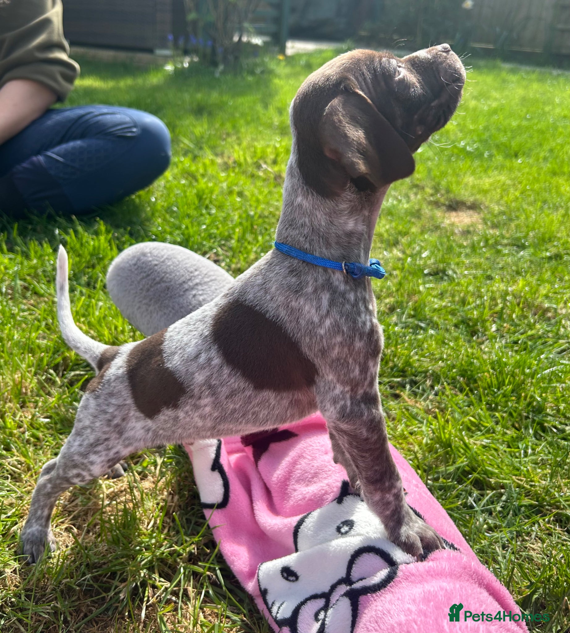German Shorthaired Pointer dogs Pure KC GSP Puppies for sale! (1 boy left!) - Advert 2