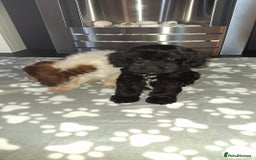 Cockapoo dogs for sale: Health tested show type cockapoo puppies! - Image 16