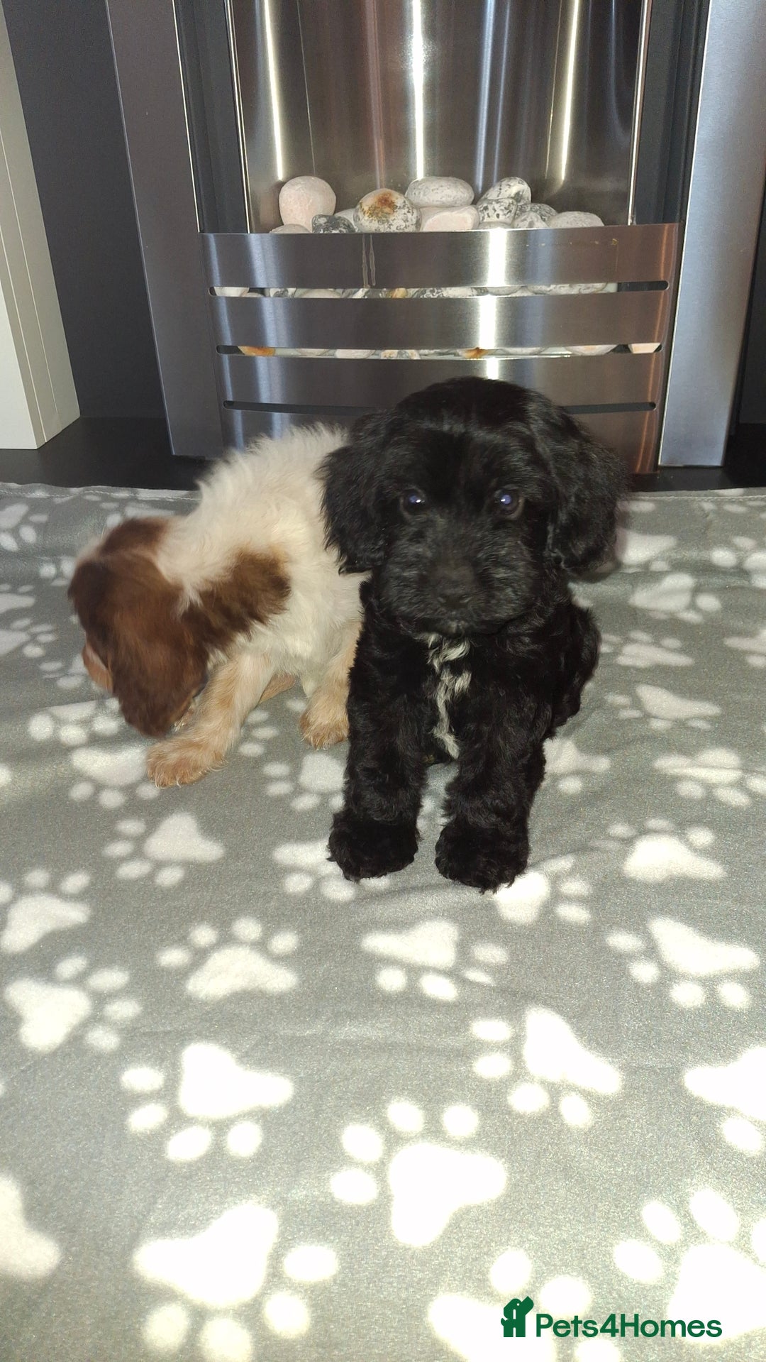 Cockapoo dogs for sale: Health tested show type cockapoo puppies! - Image 16