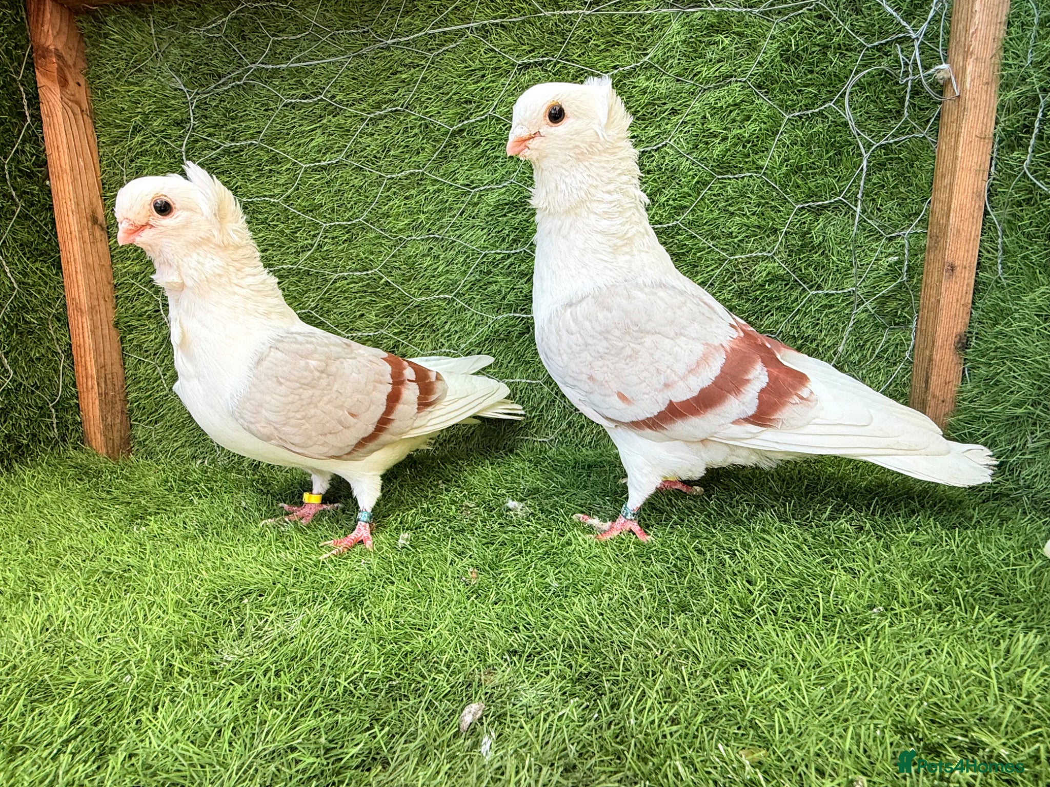 Pigeons birds Top Quality Strong Breeding Pair – Vaccinated - Advert 1