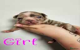 Mixed Breed dogs for sale: Last Beautiful Pink Frenchton Boy Pup Available  - Image 18