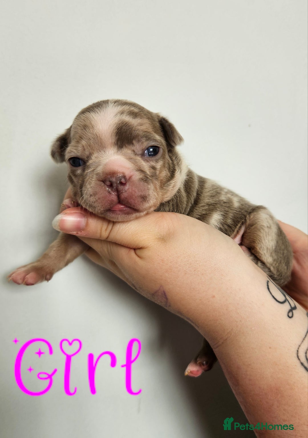 Mixed Breed dogs for sale: Last Beautiful Pink Frenchton Boy Pup Available  - Image 18