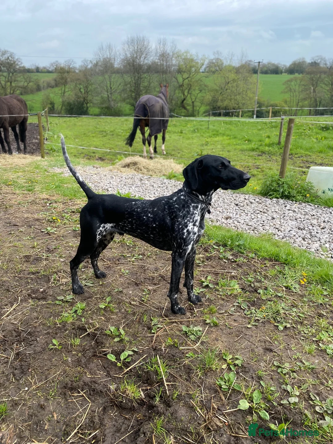 German Shorthaired Pointer dogs for stud: Proven Beautiful Imported GSP in Ashbourne - Advert 2
