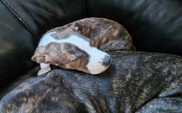 Staffordshire Bull Terrier dogs for sale: Staffordshire bull terrier puppy  - Image 2