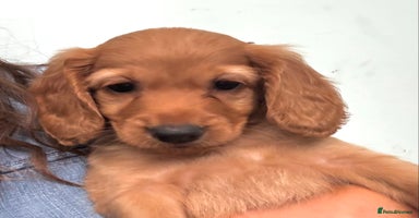 Cockapoo dogs - Advert 9