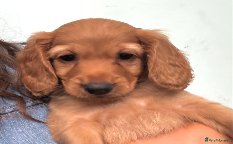 Cockapoo dogs - Advert 7