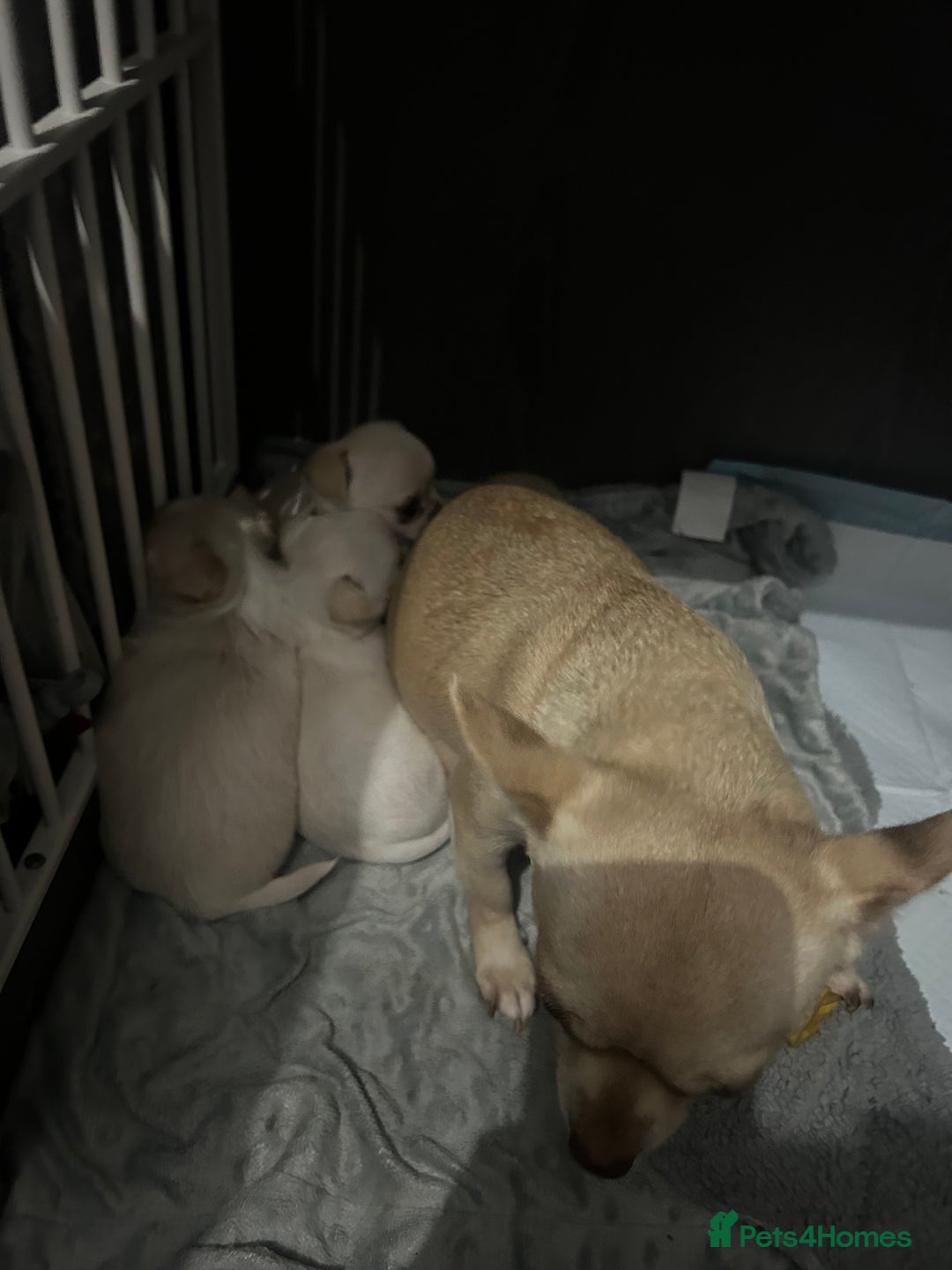 Chihuahua dogs for sale: Puppies chihuahuas 1 boy and 2 little princesses  - Image 15