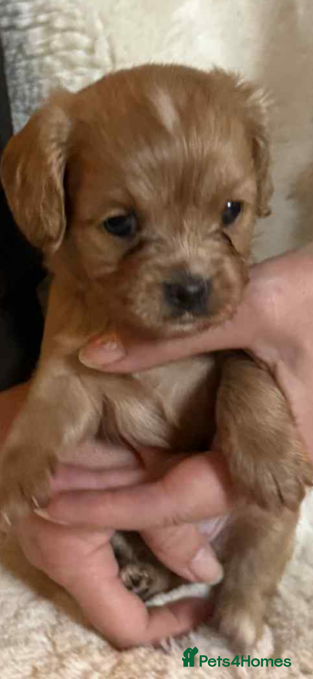 Cavapoo dogs for sale: Cavapoo puppies - Advert 6