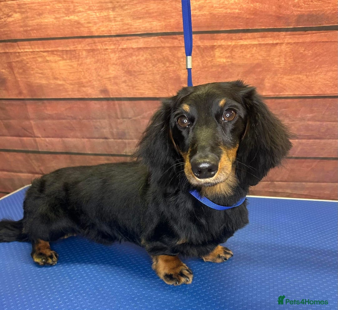 Miniature Dachshund dogs for stud: For Stud Long Haired minature Black and Tan male  in Pontefract - Advert 15