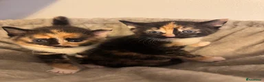 Mixed Breed 5