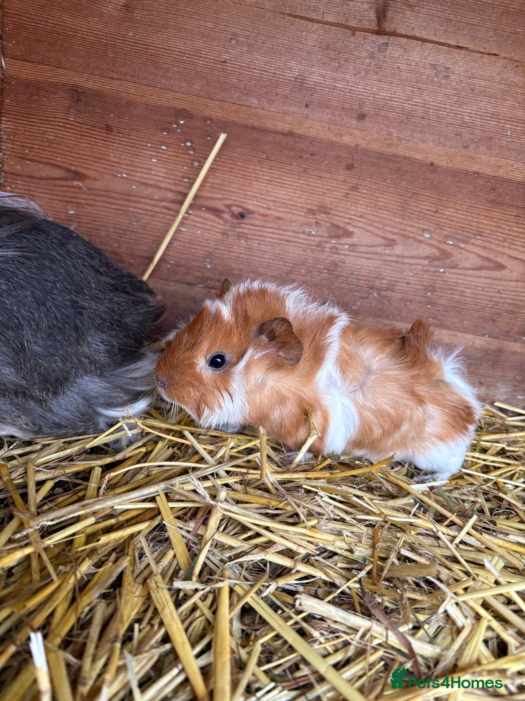 Guinea Pig rodents for sale: Baby guinea pig looking for loving home  - Advert 4