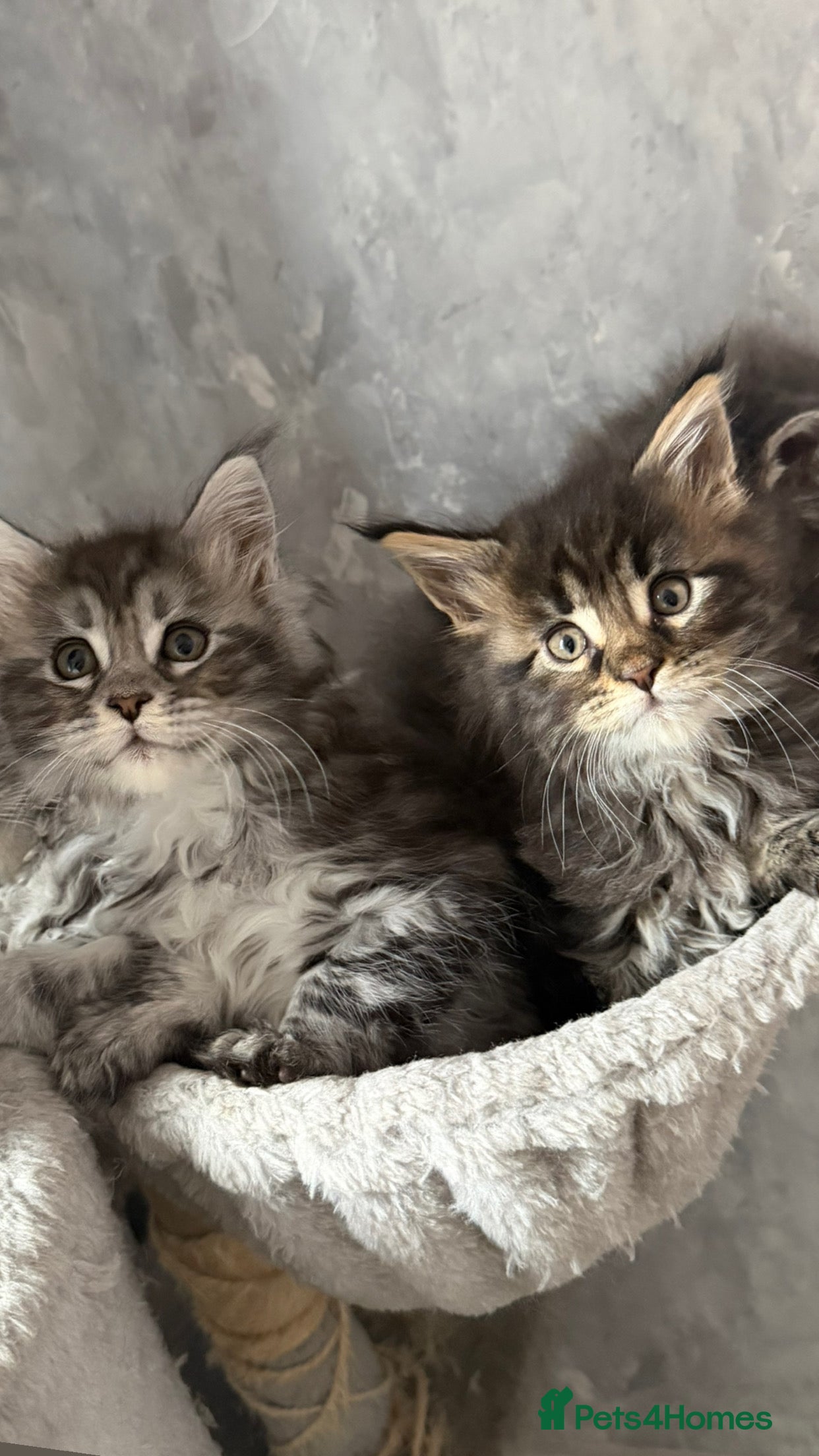 Maine Coon cats 🐾 MAINE COON KITTENS  🐾 - Advert 2