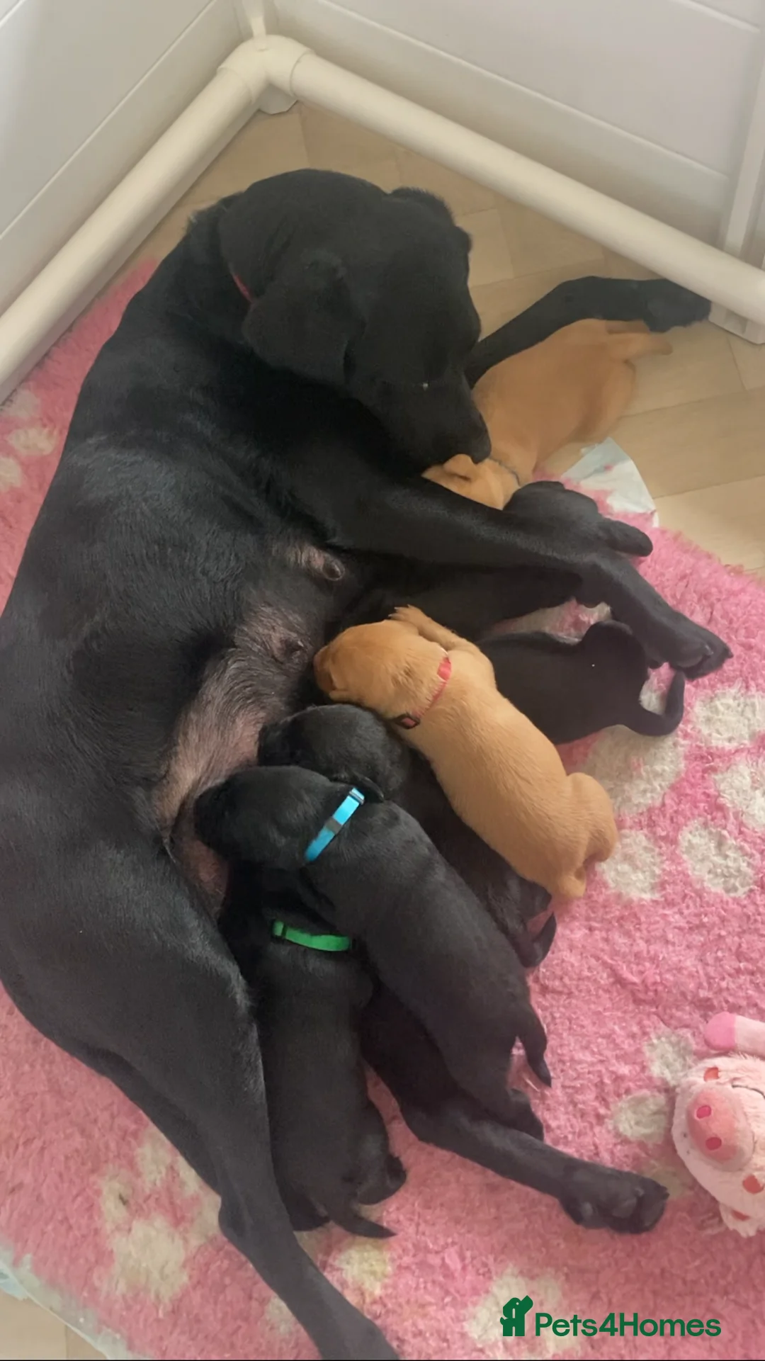 Labrador Retriever dogs for sale: Labrador puppies  - Advert 1