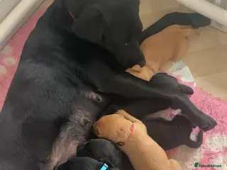 Labrador Retriever dogs Labrador puppies - Advert 1