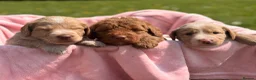 Australian Labradoodle dogs for sale: Australian Labradoodles  - Advert 3
