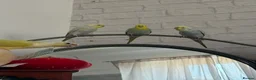 Budgerigars birds for sale: 3 rainbow budgies for sale  in Appleby-in-Westmorland - Advert 3