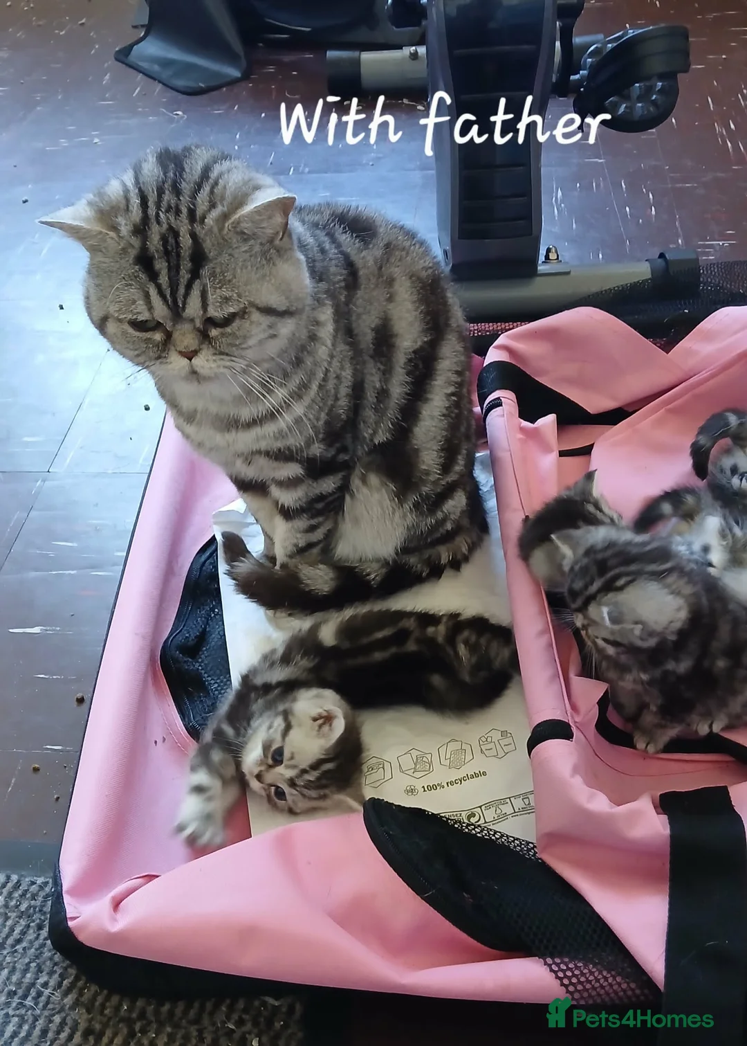 British Shorthair cats for sale: Bsh. Silver Classic Tabby stud cat. - Advert 2