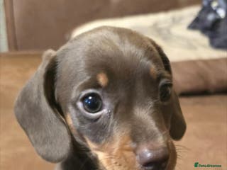 Miniature Dachshund dogs Miniature dashound - Advert 1