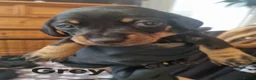 Miniature Dachshund dogs for sale: Gorgeous Miniature Dachschund puppies - Advert 3