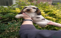 Cocker Spaniel dogs for sale: KC Registered Show type Cocker Spaniels  - Image 39