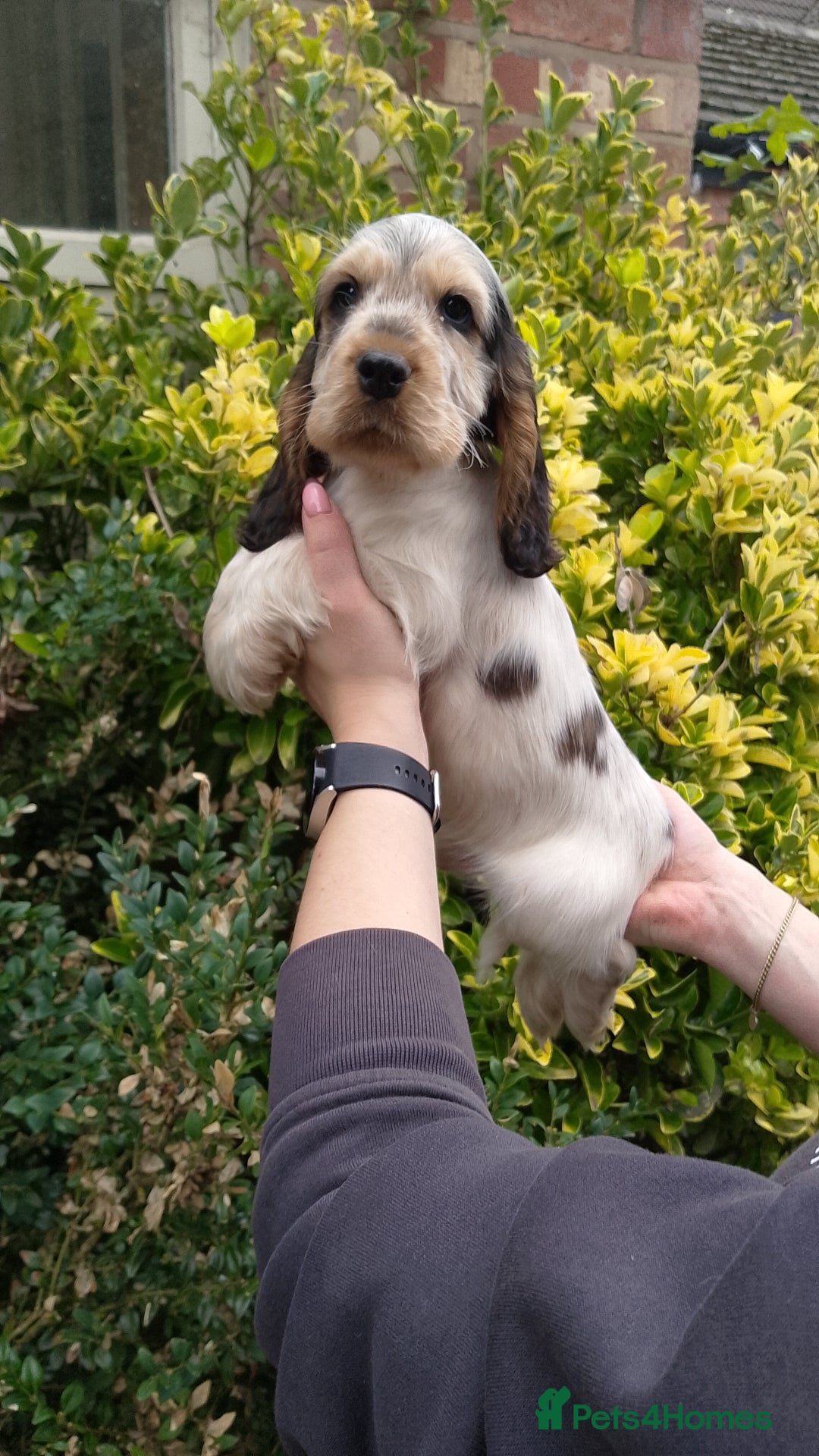 Cocker Spaniel dogs for sale: KC Registered Show type Cocker Spaniels  - Image 39