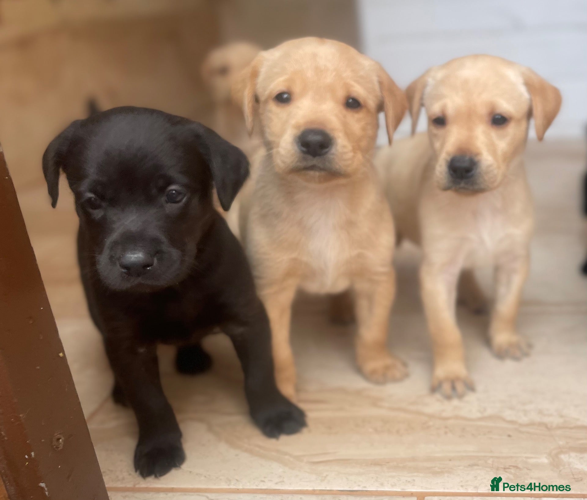 Labrador Retriever dogs Health Tested Working Labrador Puppies - Advert 2