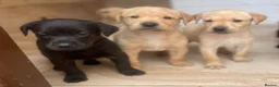 Labrador Retriever dogs for sale: Health Tested Working Labrador Puppies - Advert 2